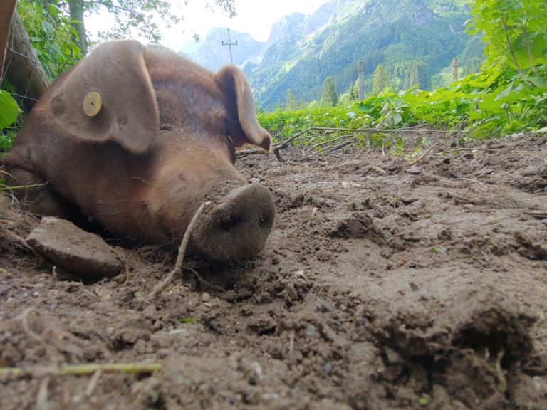 Schwein am Bauernhof im Salzburger Land Duroc & Mangalitza Schwein - Berghotel Lämmerhof