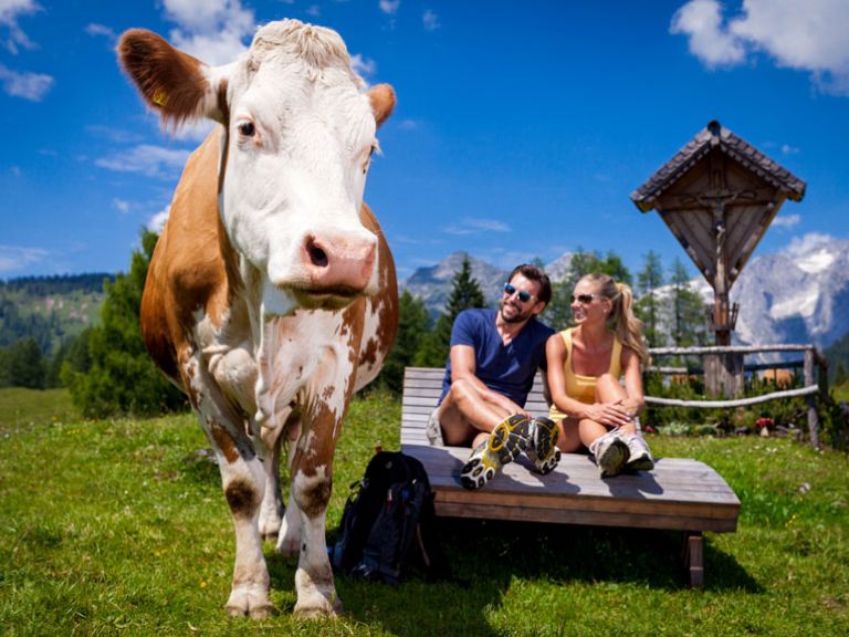 Beobachten Sie die Kühe beim grasen auf den Almen