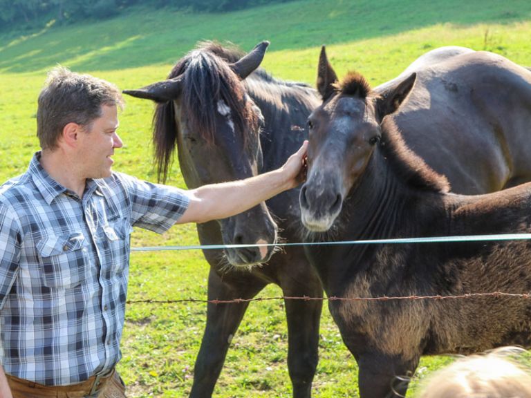 Gastgeber Georg mit Noriker und Fohlen Noriker mit Fohlen am Lämmerhof