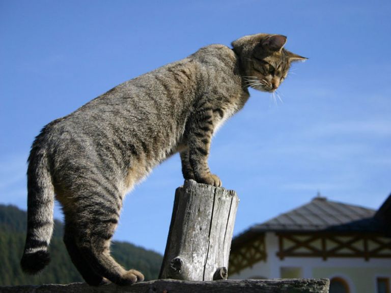 Kater Felix am Bauernhof Gestreifter Kater auf Zaun
