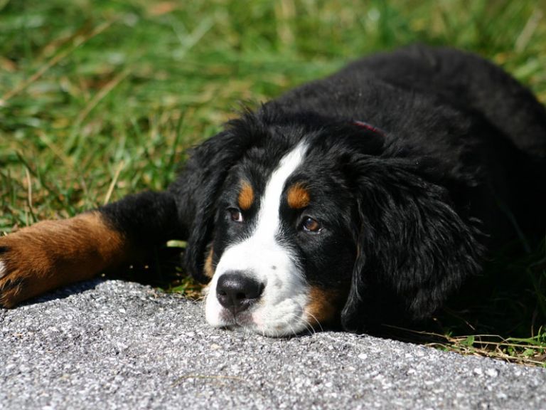 Urlaub mit Hund im Berghotel Lämmerhof im Lammertal Berner Sennen Hund Welpe