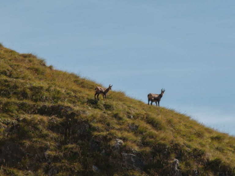 Gämsen im Salzburger Land