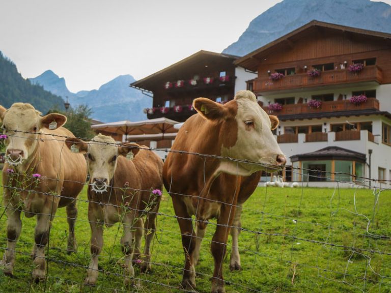 Kälber vor dem Berghotel Lämmerhof