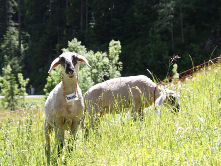 Bergschafe am Bauernhof des Berghotel Lämmerhof Schaf auf der Wiese im Salzburger Land