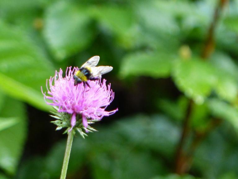Rosa Blume mit Hummel