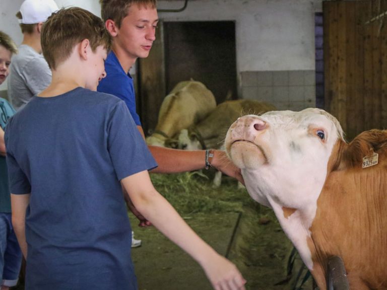 Kühe am Lämmerhof Kinder lernen den Umgang mit Kühen am Bauernhof