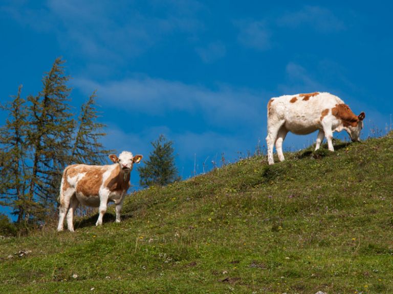 Beim Wandern rund um den Lämmerhof werden Sie oft auf grasende Kühe treffen Kühe auf der Gappenalm im Lammertal im Salzburger Land