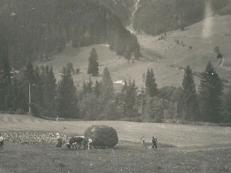 On small farms there were cows instead of horses helping the men