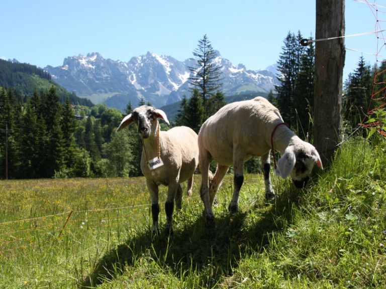 Schafe am Lämmerhof in St. Martin am Tennengebirge