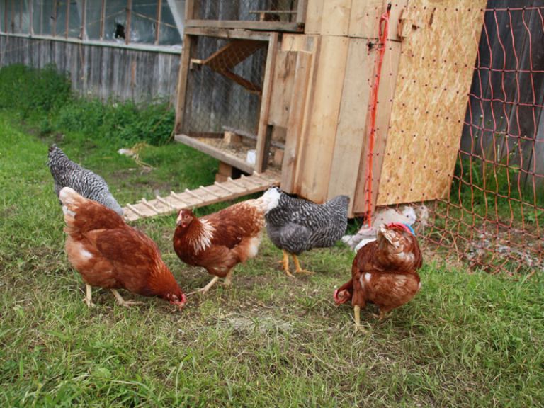 Eggs from our own chickens