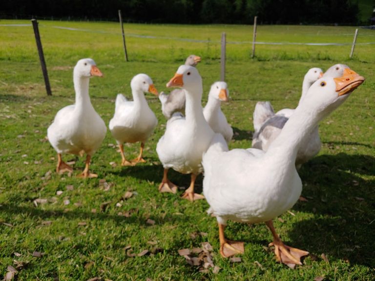 Weiße Gänse am Lämmerhof im Salzburger Land Weiße Gänse auf der Wiese in Österreich