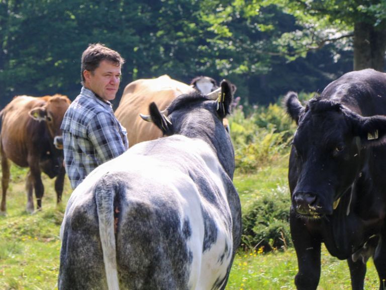 Chef Georg mit seinen Kühen Landwirt mit Kühen im Salzburger Land