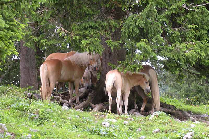 Die Haflinger suchen Schatten unter den Bäumen