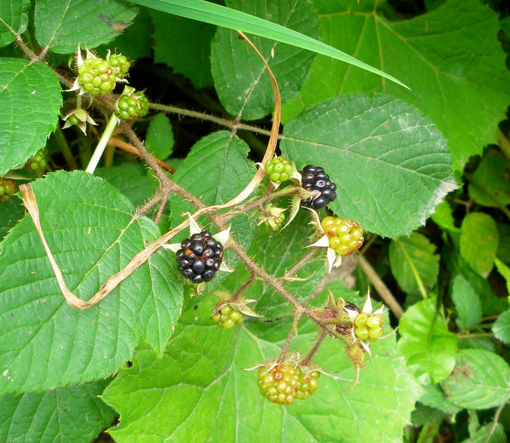 Brombeeren am Wegesrand