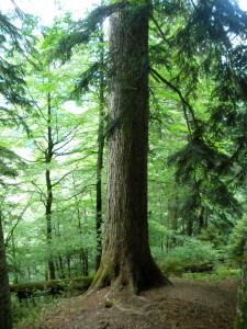 die höchsten Bäume Österreichs
