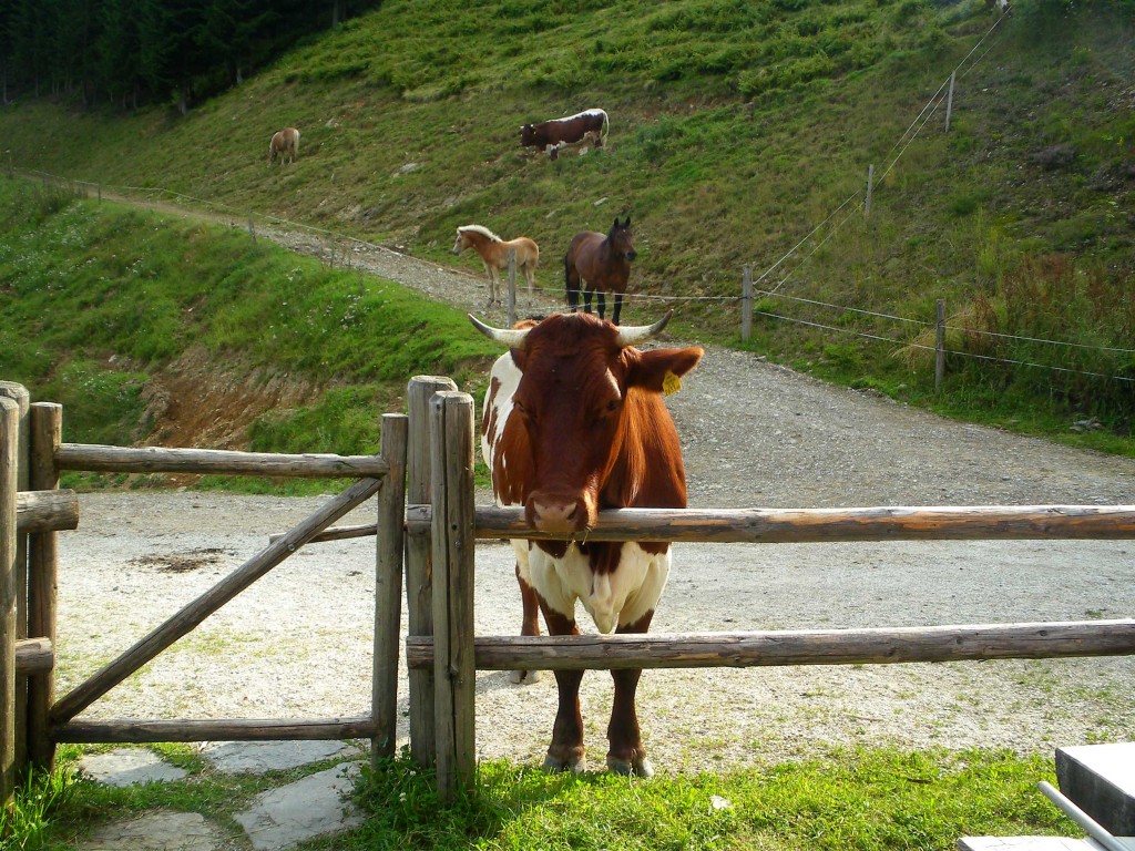 Kühe bei der Rocherhütte