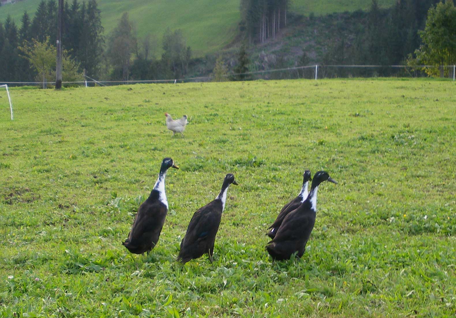 Gänse am Haflingerhof