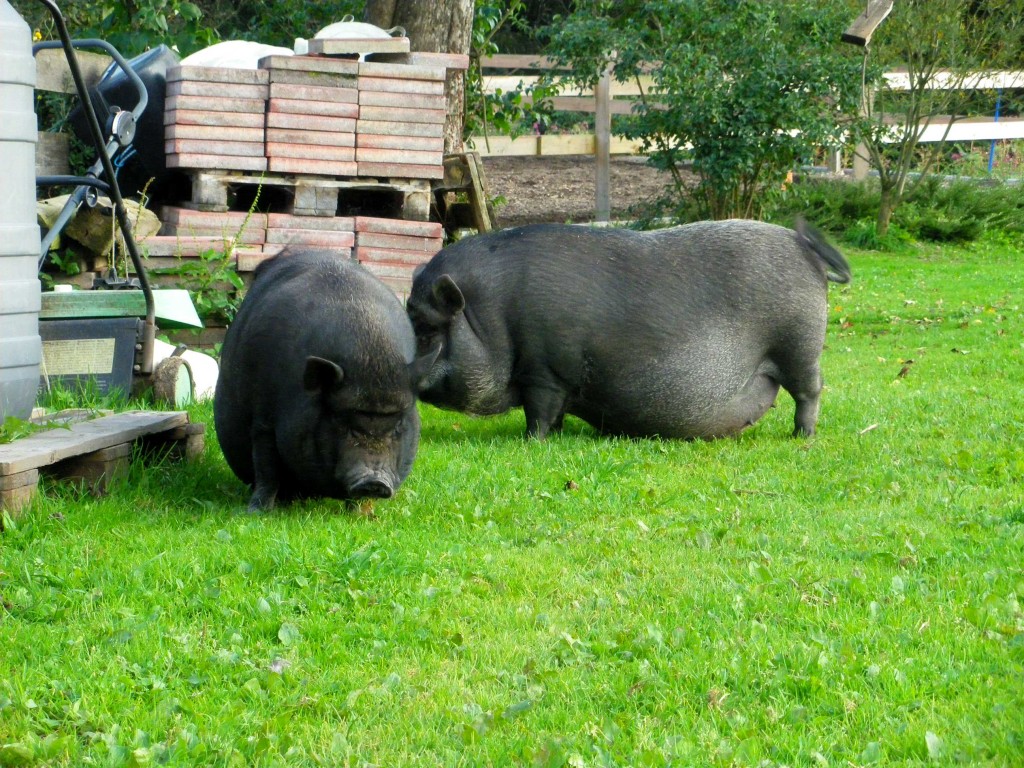 Hängebauchschweine am Haflingerhof