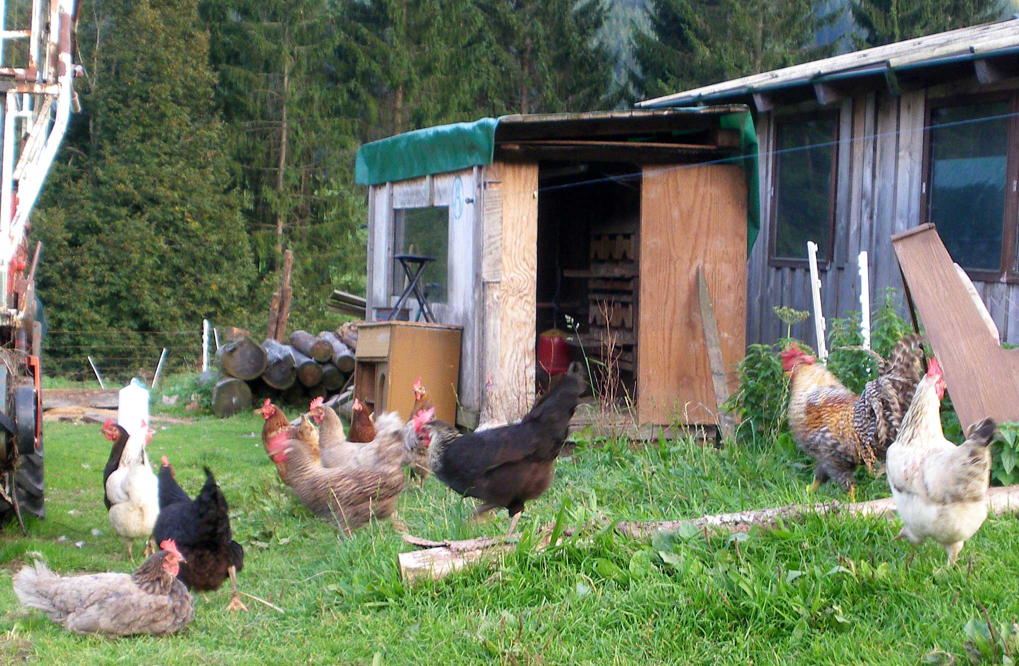 Hühner am Haflingerhof