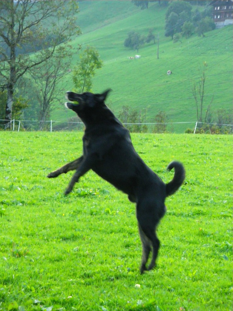 sportlicher Hund am Haflingerhof