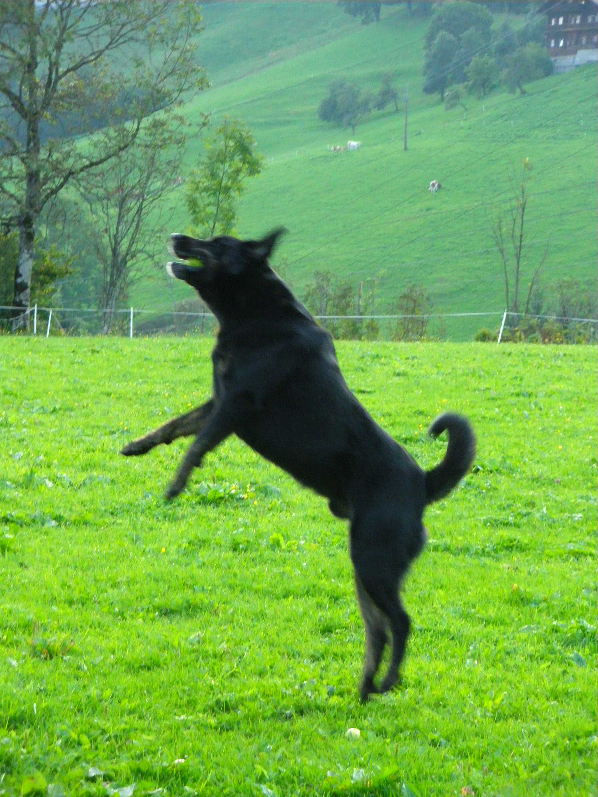 sportlicher Hund am Haflingerhof