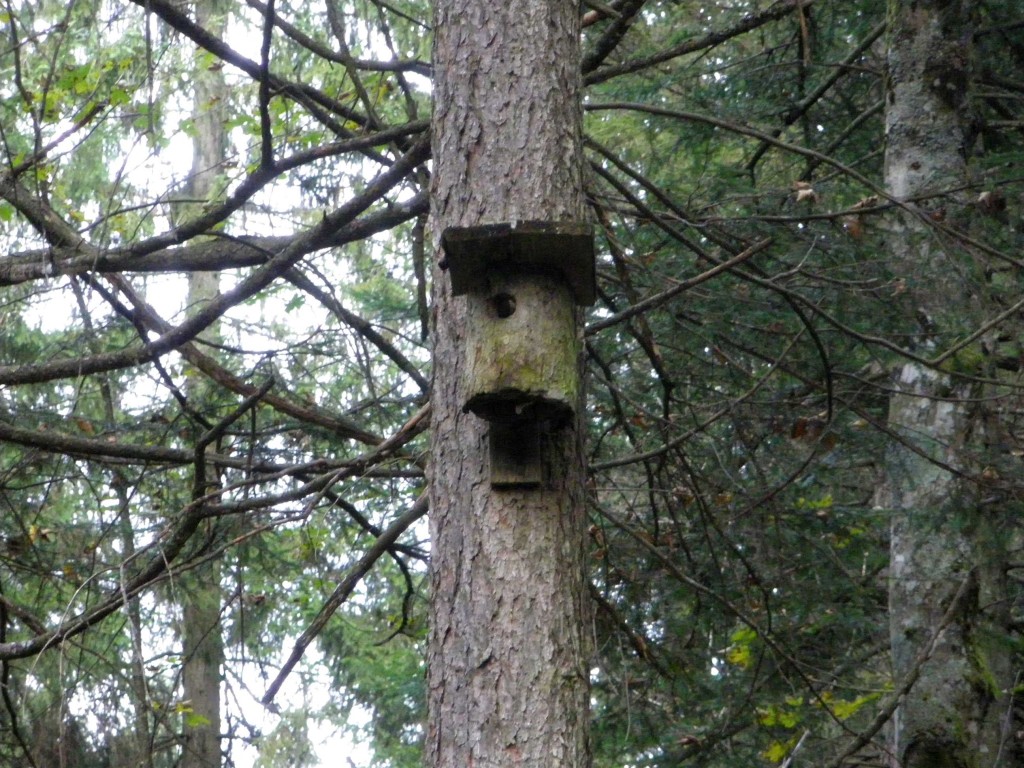 Vogelnistplatz