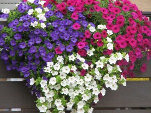 Balkonblumen im Berghotel Lämmerhof im Salzburger Land