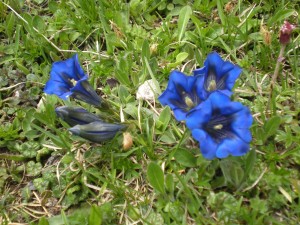 Frühlingsblume ,,blauer Enzian'' im Lammertal