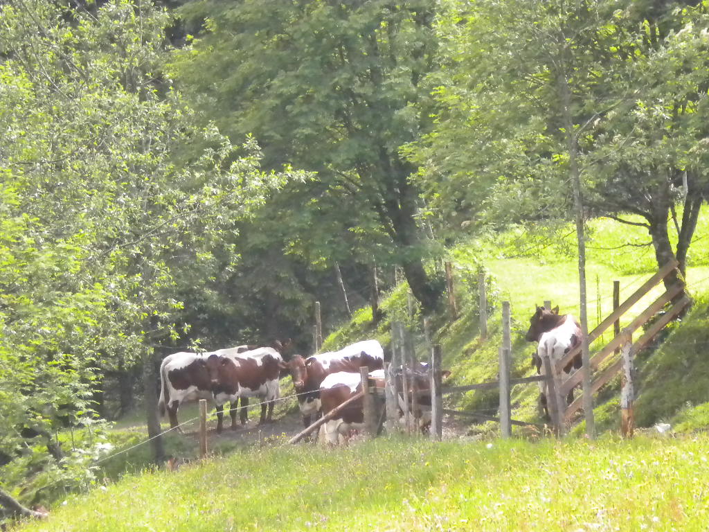 Weidende Kühe im Lammertal