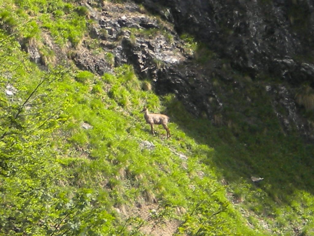 Gämse auf einem Berghang im Salzburger Land