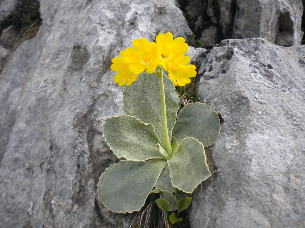 Gebirgsblumen im Lammertal