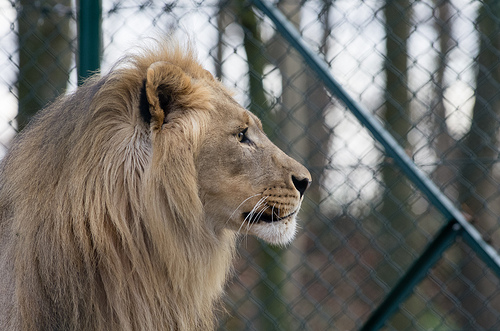 Löwe im Zoo in Salzburg - Tagesausflug in den Salzburger Zoo