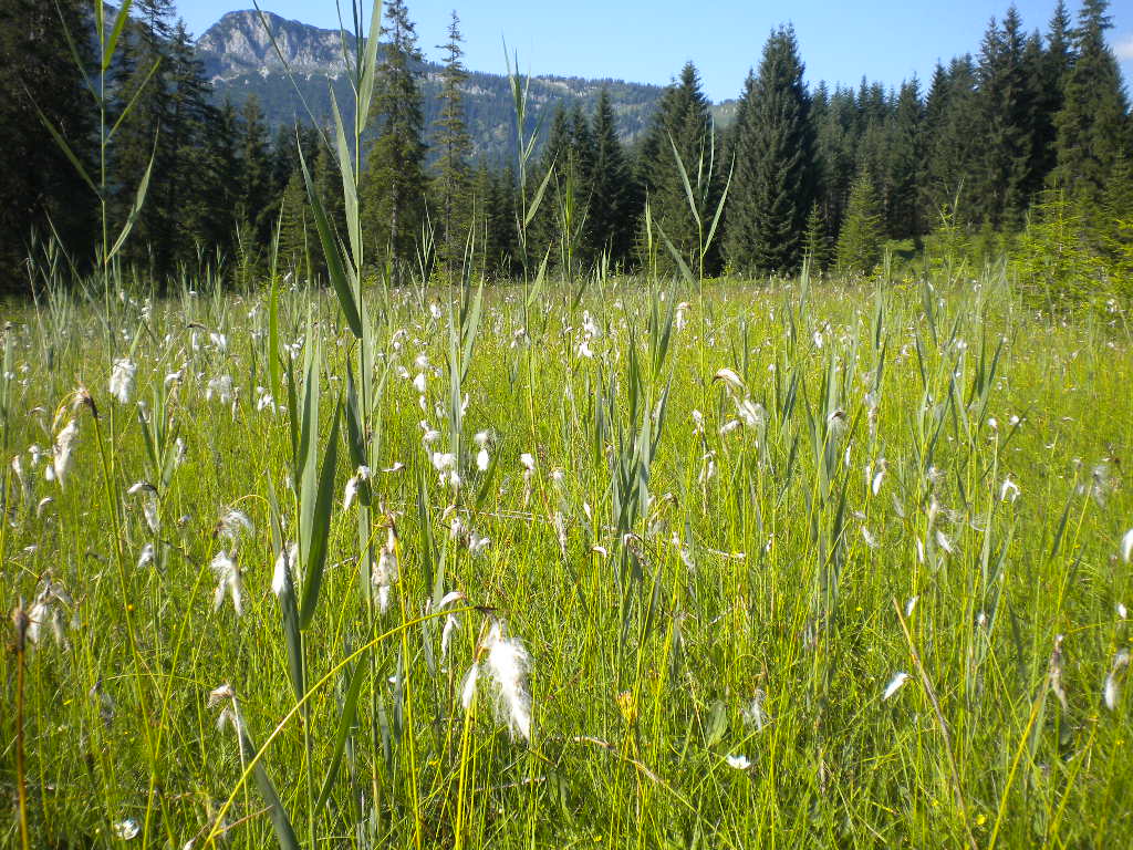 Wollgras auf der Wiese im Lammertal