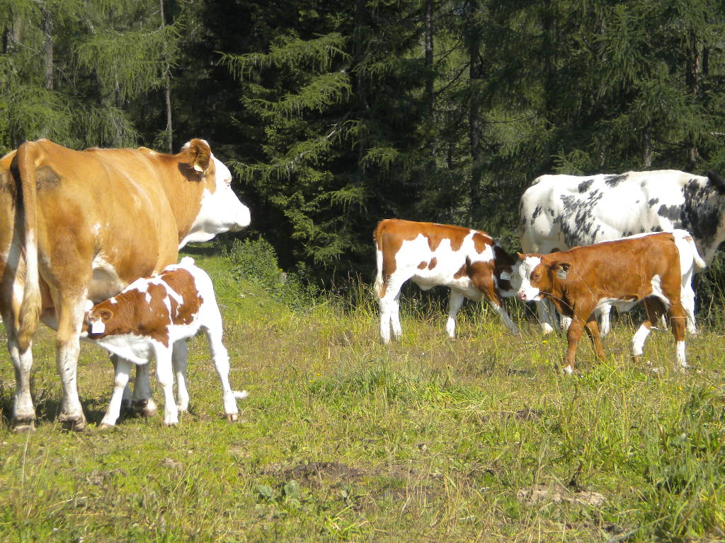 Kühe mit Kälbern auf Sommerfrische auf der Alm