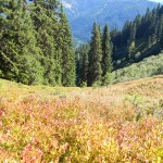 Herbstliche Färbung - der nächste Wiinter wartet schon