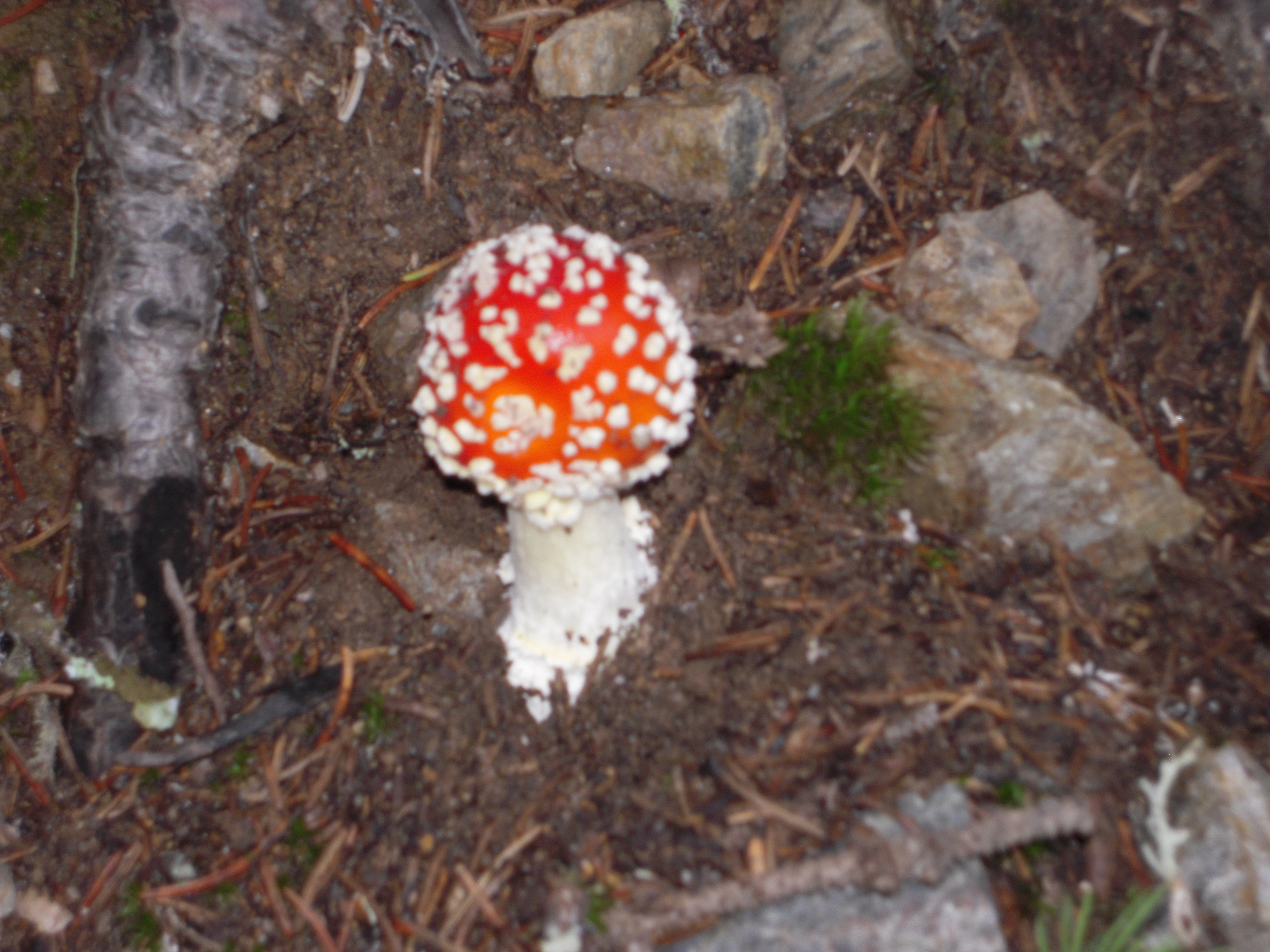 Fliegenpilz bei der Wanderung in den Salzburger Alpen