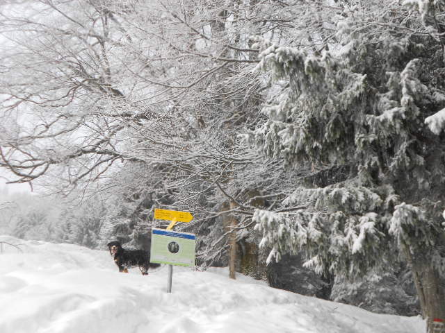 Auch Hunde sind gern gesehen bei Winterwanderungen