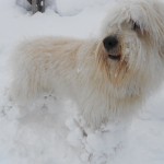 Lange Haare und Schnee = Schneebälle