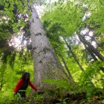 Wandern im Lammertal