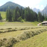 Almwanderungen im Salzburger Land