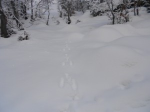 Tierspuren im Schnee