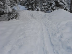 Tiefschnee im Wald