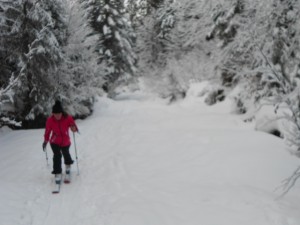 Tief verschneite Wälder