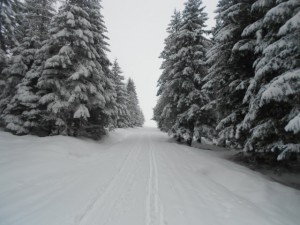 Skitour durch den verschneiten Wald im Tennengau