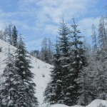 Verschneiter Winterwald im Salzburger Land