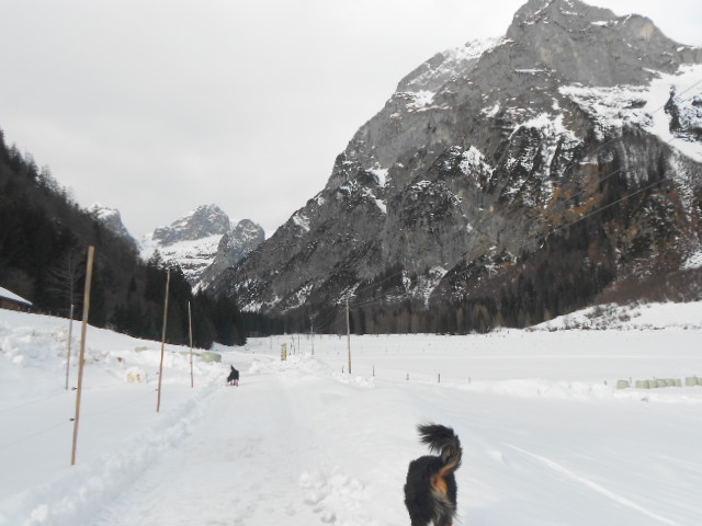 Zwei Hunde im Schnee