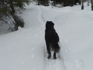 Schneeschuhwanderung mit Hund