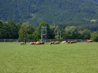 Frisches saftiges Gras für die Milchproduzenten