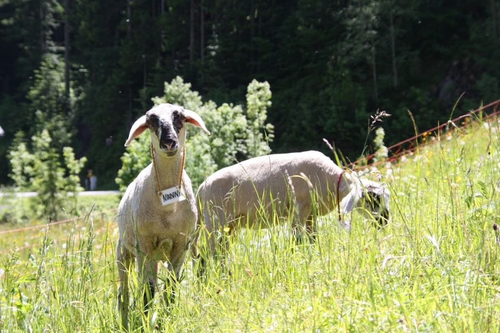 Unsere Lämmer Hanni und Nanni