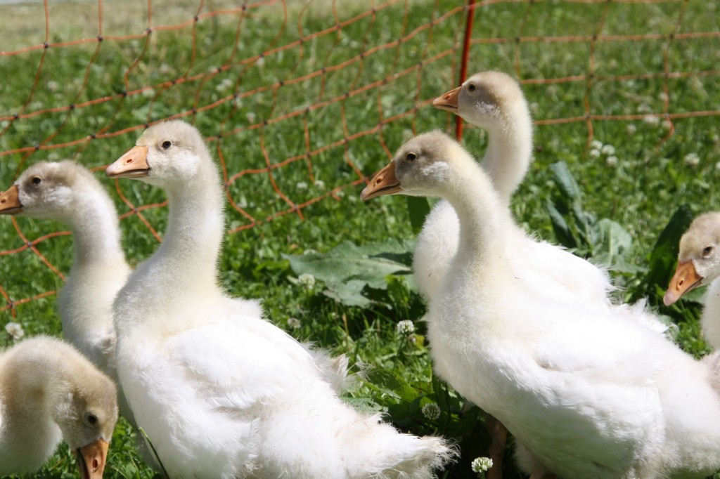 Unsere fleißigen Rasenmäher die Weidegänse